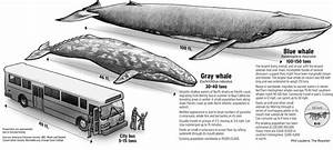 Gallery For Gt Largest Animals Comparison Whale Blue Whale Large Animals
