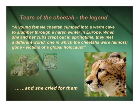 Tears Of The Cheetah