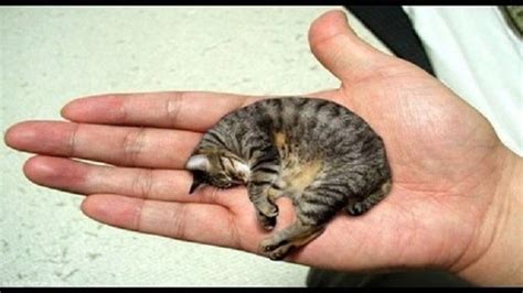 Worlds Smallest Cat Named By Guinness And Her Name Is Fizz Geul