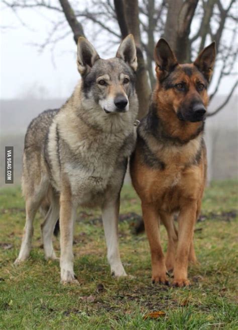Czechoslovakian Wolfdog And German Shepherd Germanshepherd Wolf Dog