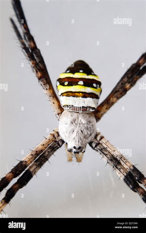 Yellow Striped Spider Stock Photo Alamy