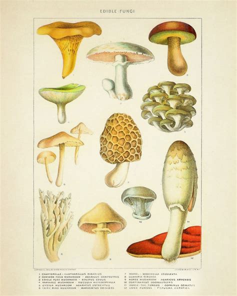 Vintage Mushroom Poster Edible Mushroom Chart Botanical Etsy
