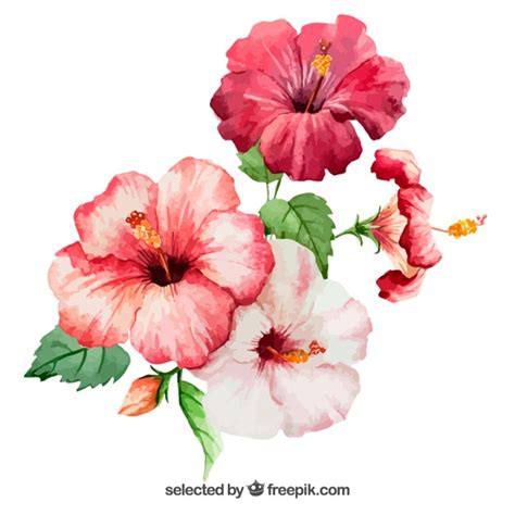 Tropical Flower Vectors Photos And Psd Files Free Download