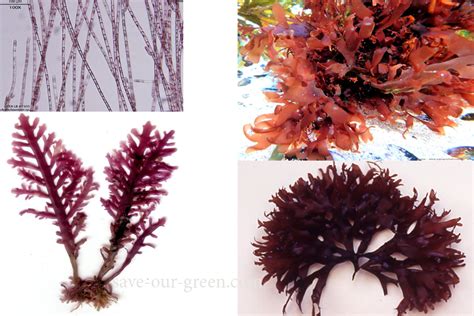 Red Algae Save Our Green
