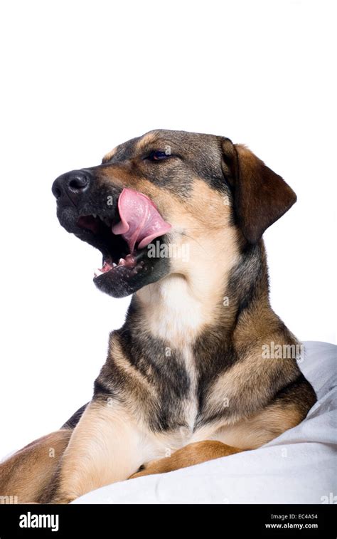 Dog Licking Its Mouth Stock Photo Alamy