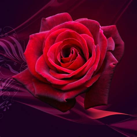 Rose Flower Live Wallpaper Apk Per Android Download