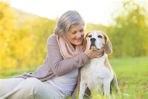 Beagles As Pets Cost Life Expectancy And Temperament Embora Pets