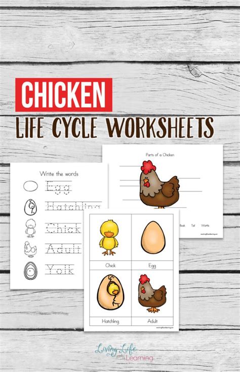 I saw the idea in the mailbox magazine a while back and i just love how it turned out. Free Chicken Life Cycle Worksheets | Free Homeschool Deals
