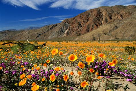 Wild About Wildflowers In San Diegos East County