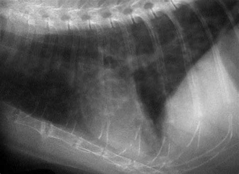 Feline Asthma Or Feline Allergic Airway Disease Faad