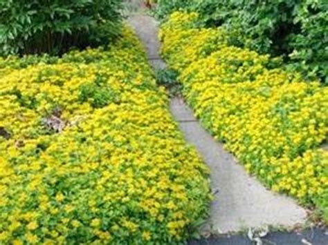 10 Beautiful Ground Cover Plants
