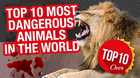 Top 10 Most Dangerous Animals In The World Youtube