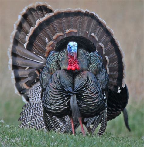 Kansas Turkey Turkeys At Milford Lake Ks Acornsresor Flickr