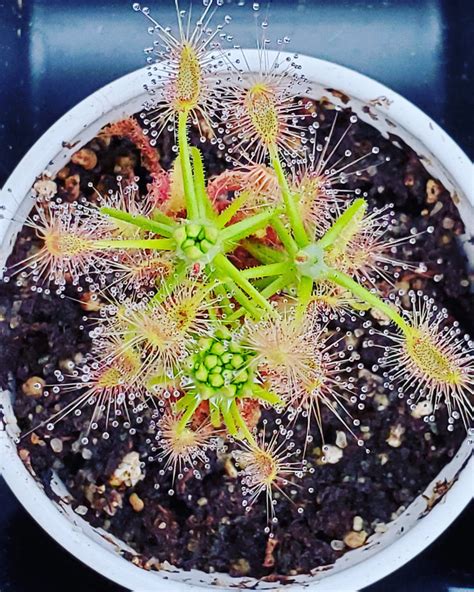 Drosera Scorpioides Pygmy Sundew Live Carnivorous Plant Potted