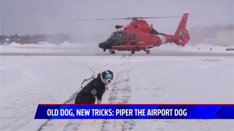 Piper The Airport Dog Becomes Internet Superstar