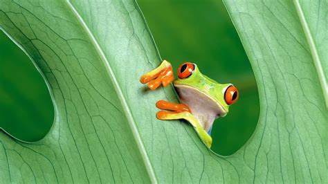 Hd Wallpaper Green Frogs Selective Focus Photography Of Three Green