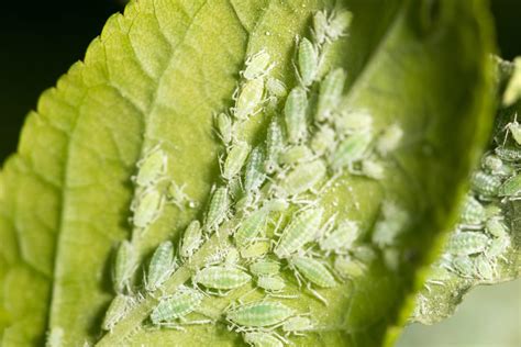 How To Get Rid Of Aphids Methods That Work Pests Banned