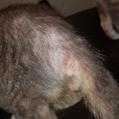 My Cat Is Licking Himself So Bad He Is Going Bald And Have Raw Spots On