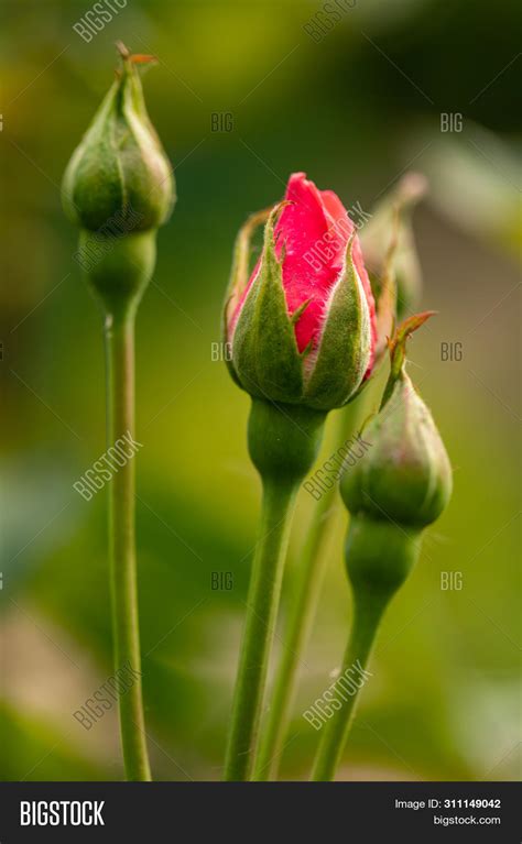New Red Rose Bud Image And Photo Free Trial Bigstock