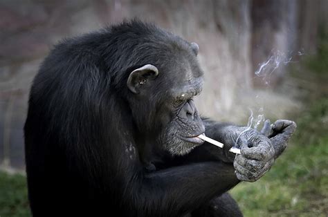 This Chimpanzee Smokes 20 Cigarettes A Day Indy100 Indy100