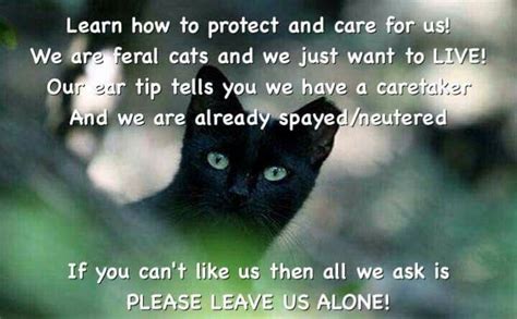 Learn How To Protect And Care For Feral Cats Feral Cats Stray Cat