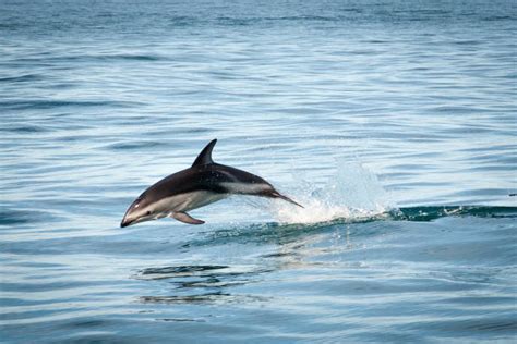 Leaping Dusky Dolphin