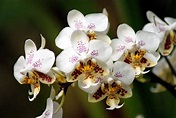 蘭花的故事: Phalaenopsis stuartiana 史達爾蝴蝶蘭