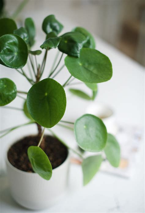 A Beginners Guide To Chinese Money Plant Care Pilea Peperomioides