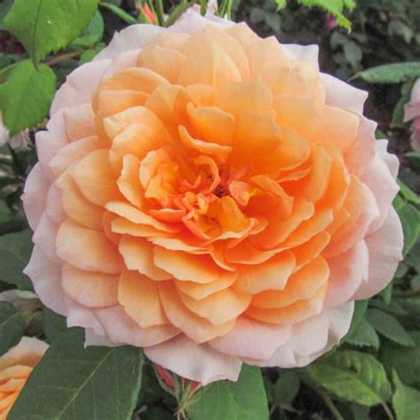 Grace 3ft 90cm Standard Rose Potted David Austin Rose Roses