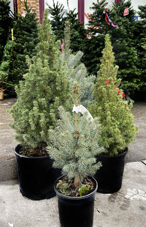 Live Potted Christmas Tree Care Guide Cole Hardware Cole Hardware