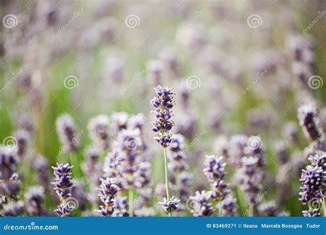 Beautiful Colorful Lavender Field Stock Image Image Of Flower