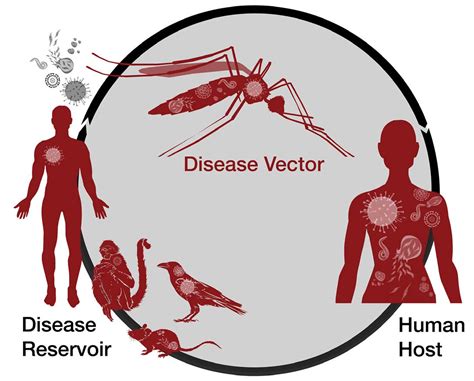 Mosquito Science Globe Observer