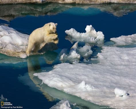 Fondos Gratis De National Geographic Polar Bear Animals Wild Bear