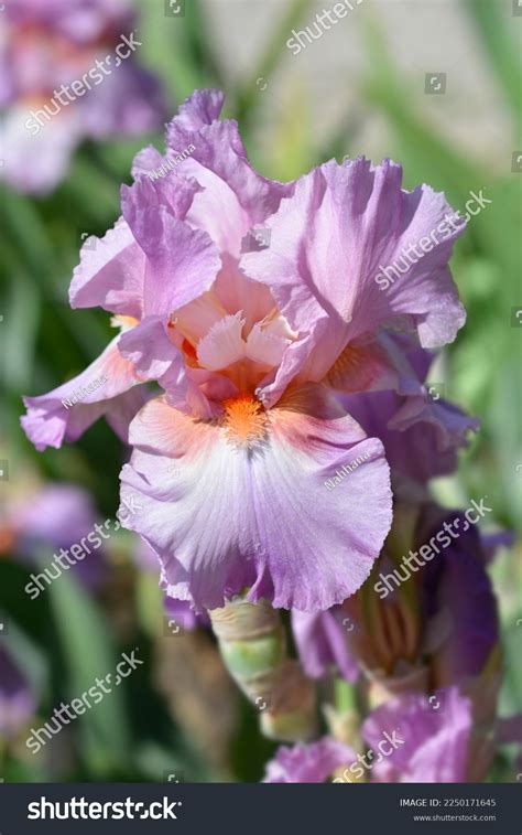 Tall Bearded Iris Persian Berry Flower Stock Photo 2250171645