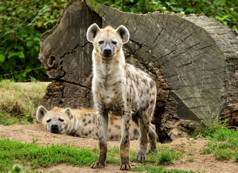 Hyena Scavenging Brings Health And Economic Benefits