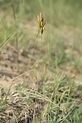 Bromus hordeaceus subsp. thominei (Hardouin) Braun-Blanq. - Préservons ...