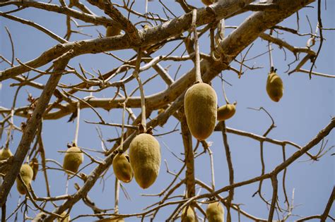 5 Reasons Why You Should Add Baobab Fruit To Your Diet