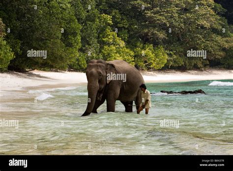 India Andaman And Nicobar Havelock Island Mahout Washing Elephant In