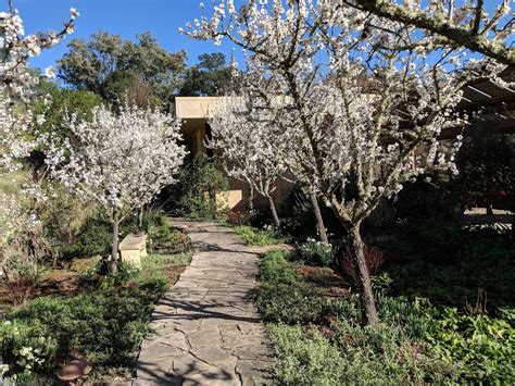 The Sonoma Garden Meet The All In One Almond Tree Sonoma Sun