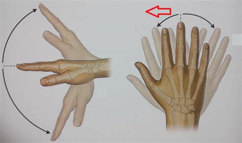 Level Actions Of Wrist Joints Anatomy Of The Extremities