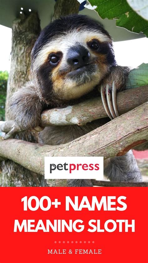 100 Names Meaning Sloth The Best Names For Your Pet Sloth