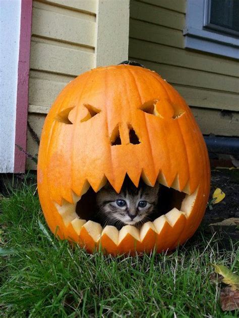 31 Cats Who Are Ready For Fall