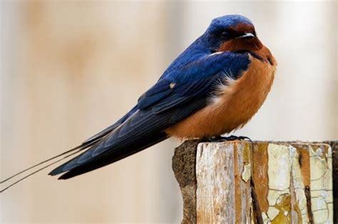 Austria National Bird The Barn Swallow