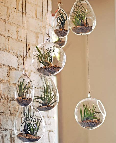 A cactus (plural cacti, cactuses, or less commonly, cactus) is a member of the plant family cactaceae, a family comprising about 127 genera with some 1750 known species of the order. How To Grow Air Plants for a Greener Home | Air plants ...