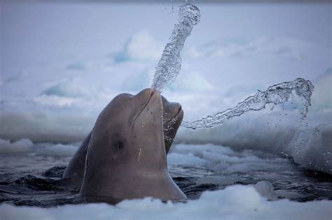 Fresh Pics 2011 National Geographic Photo Contest Winners