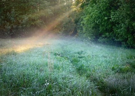 Morning Sunbeams In Fog In The Forest Forest Photos Nature Spirits