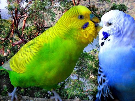 Parakeet Budgie Parrot Bird Tropical 7 Wallpapers Hd Desktop And