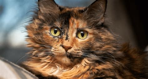 11 Tortoiseshell Cats That Are Beautiful And Fluffy