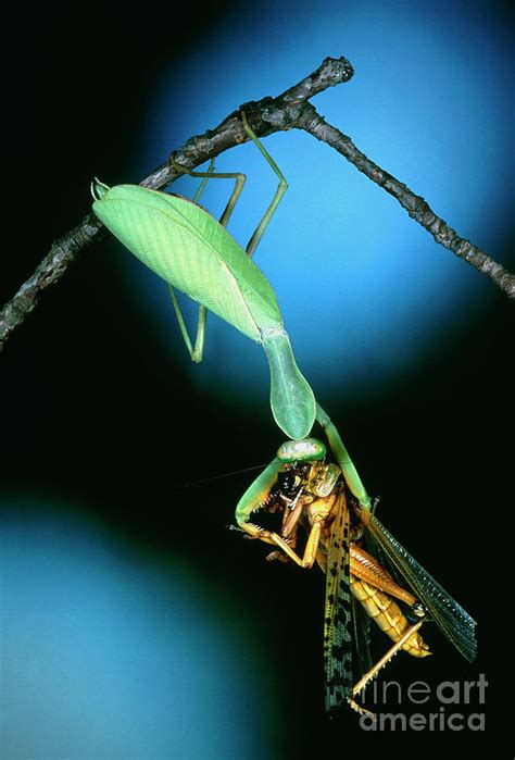 Mantis Order Dictyoptera Eating A Grasshopper Photograph By Dr John