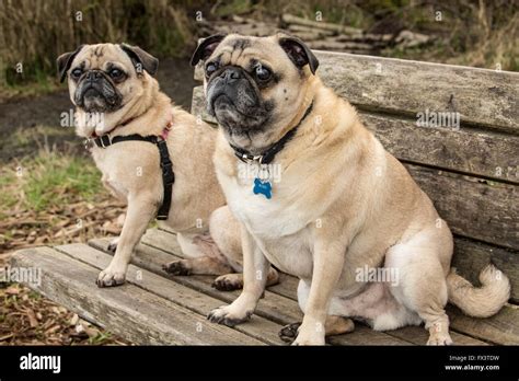 Fawn Colored Pugs Buddy And Bella Boo Sitting On A Wooden Park Bench